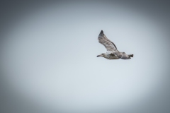 Herring Gull in Flight Side View