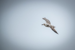 Herring Gull in Flight Side View