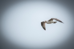 Herring Gull in Flight Side View