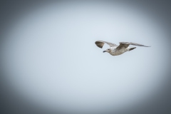 Herring Gull in Flight Side View