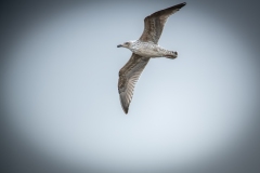 Herring Gull in Flight Side View
