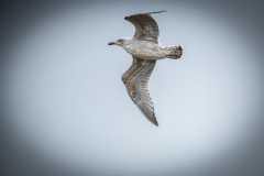 Herring Gull in Flight Side View