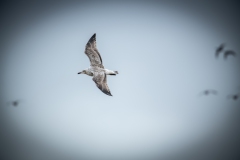 Herring Gull in Flight Side View