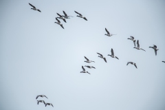 Brent Geese in Flight Side View
