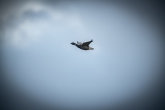 Brent Goose in Flight Side View