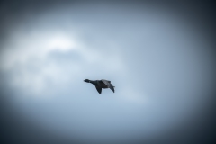 Brent Goose in Flight Side View