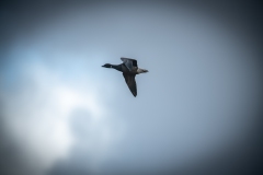 Brent Goose in Flight Side View