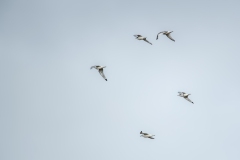 Black-headed Gulls in Flight Side View