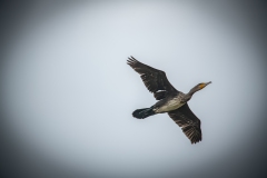 Cormorant in Flight Side View