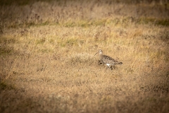 Curlew on ground Side View