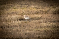 Curlew on ground Side View