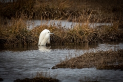 Little Egret standing in water Front View