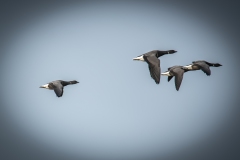 Brent Geese in Flight Side View