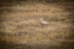 Curlew on ground Side View