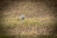 Curlew on ground Front View