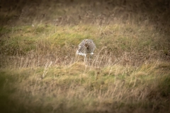 Curlew on ground Front View