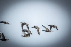 Brent Geese in Flight Side View