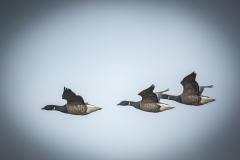 Brent Geese in Flight Side View