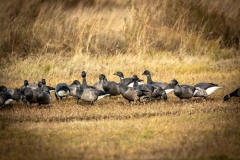 Brent Geese on the ground