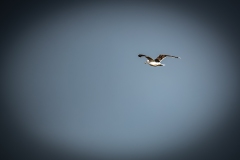 Great Black-backed Gull in Flight Back View