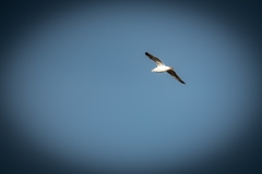 Great Black-backed Gull in Flight Side View