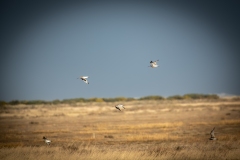 Curlews in Flight Side View