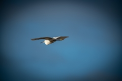 Little Egret in Flight Back View