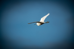 Little Egret in Flight Back View