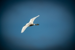 Little Egret in Flight Back View