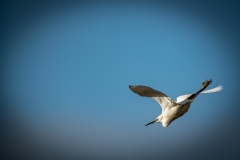 Little Egret in Flight Back View