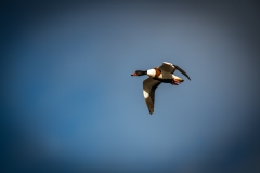 Female Shelduck in Flight Side View