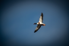 Female Shelduck in Flight Under View