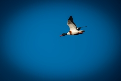 Female Shelduck in Flight Side View