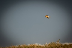 Female Hen Harrier in Flight Side View