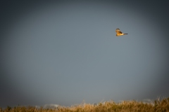 Female Hen Harrier in Flight Side View