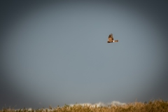 Female Hen Harrier in Flight Side View