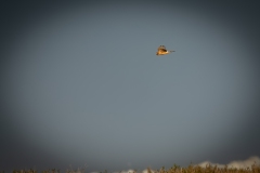 Female Hen Harrier in Flight Side View