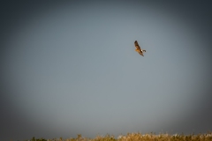 Female Hen Harrier in Flight Side View