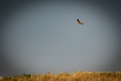 Female Hen Harrier in Flight Side View