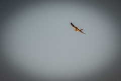 Female Hen Harrier in Flight Front View