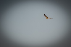 Female Hen Harrier in Flight Front View