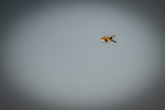 Female Hen Harrier in Flight Front View