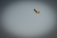 Female Hen Harrier in Flight Front View