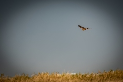 Female Hen Harrier in Flight Front View