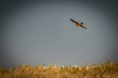 Female Hen Harrier in Flight Front View