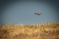 Female Hen Harrier in Flight Front View