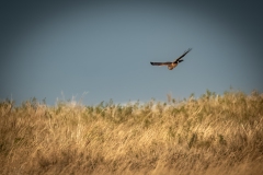 Female Hen Harrier in Flight Front View