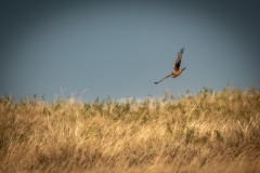 Female Hen Harrier in Flight Front View