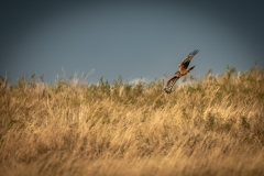 Female Hen Harrier in Flight Front View