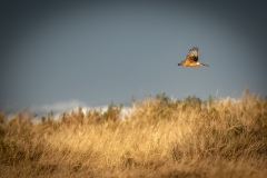 Female Hen Harrier in Flight Side View